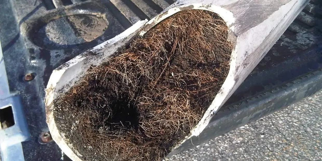 roots in the sewer system